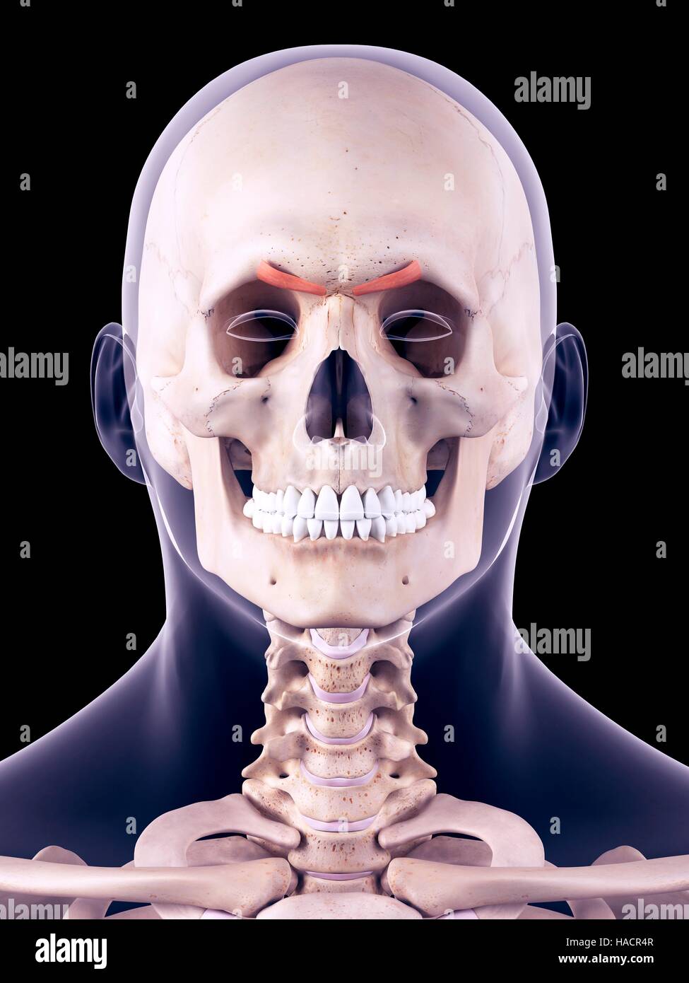 Medical accurate illustration of the corrugator supercilii muscles. Stock Photo