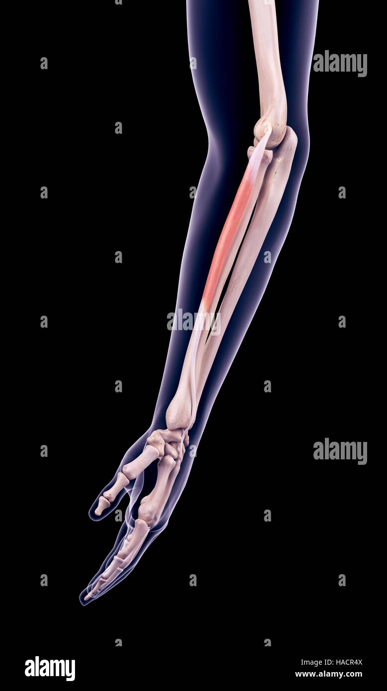 Illustration of the extensor carpi radialis brevis muscle. Stock Photo