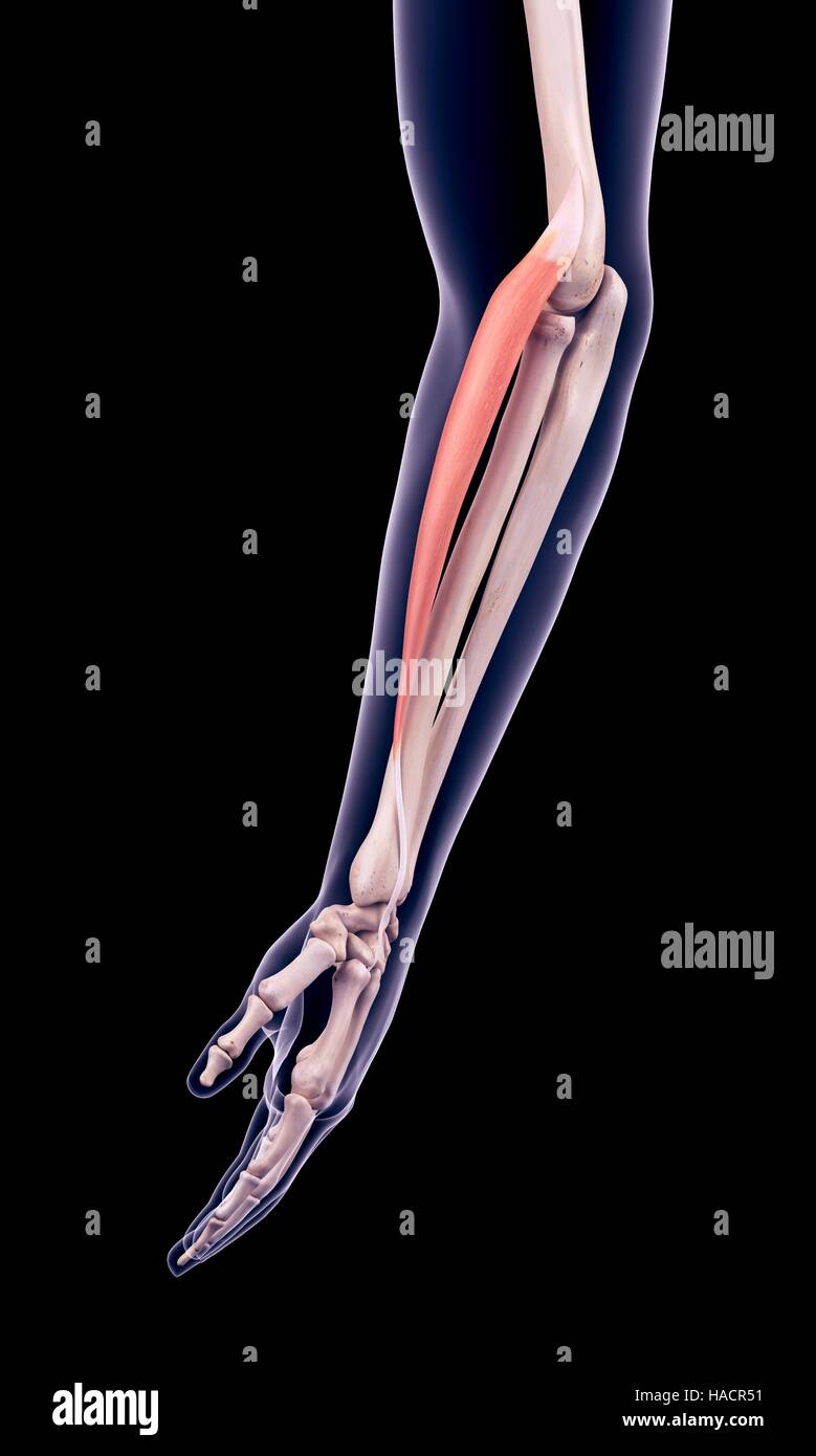 Illustration of the extensor carpi radialis longus muscle. Stock Photo