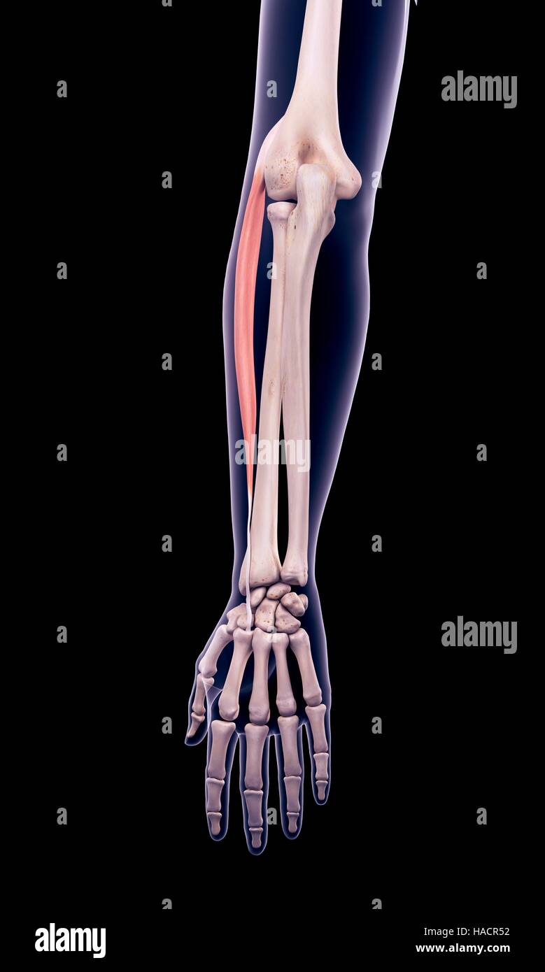 Illustration of the extensor carpi radialis longus muscle. Stock Photo