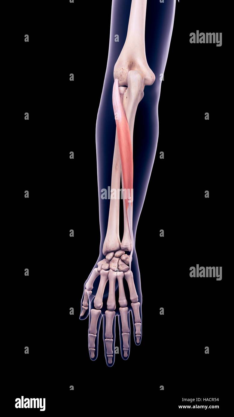 Illustration of the extensor carpi ulnaris muscle. Stock Photo