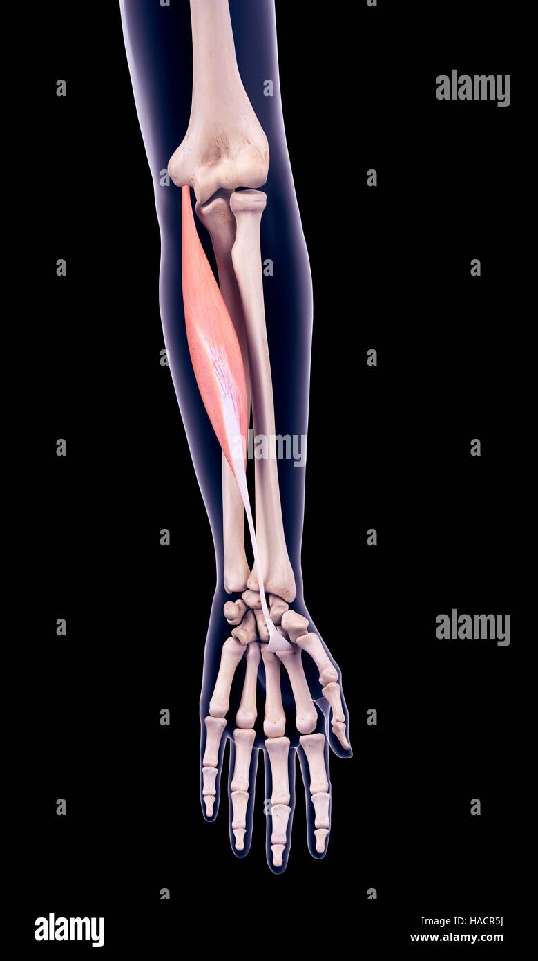 Illustration of the flexor carpi radialis muscle. Stock Photo