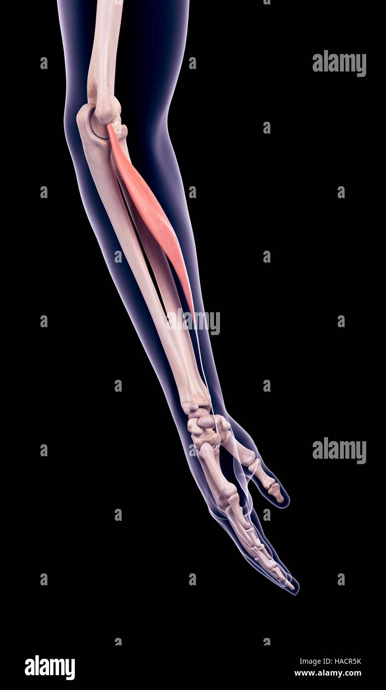 Illustration of the flexor carpi radialis muscle. Stock Photo