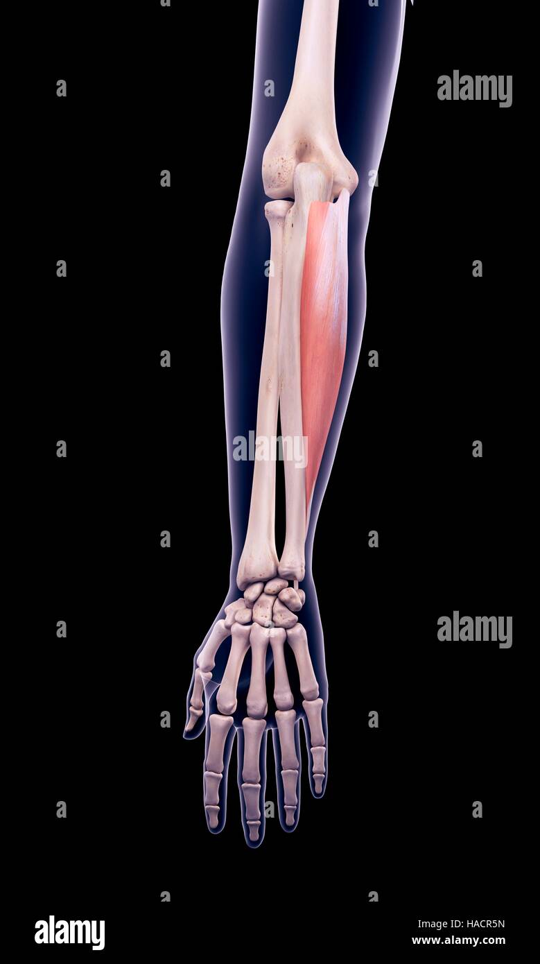 Illustration of the flexor carpi ulnaris muscle. Stock Photo