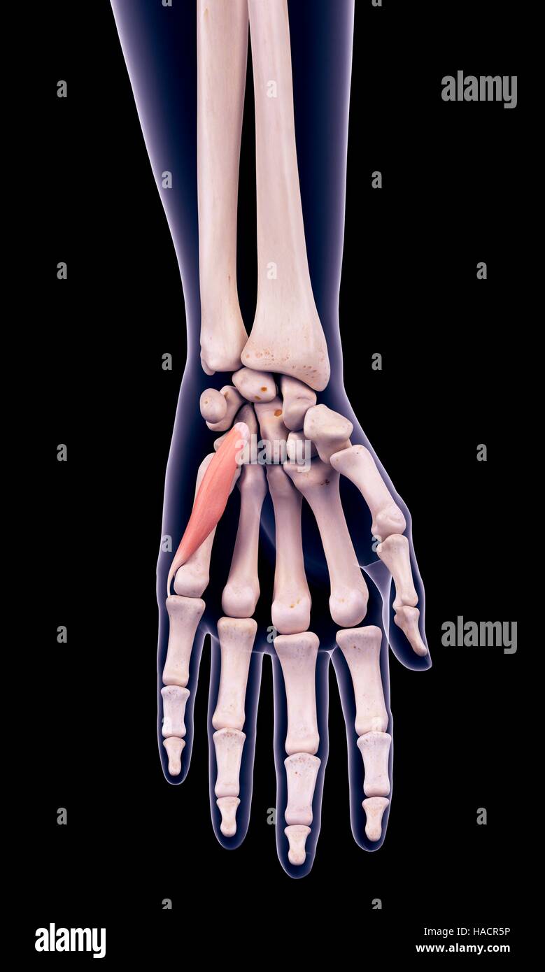 Illustration of the flexor digiti minimi brevis muscle Stock Photo - Alamy