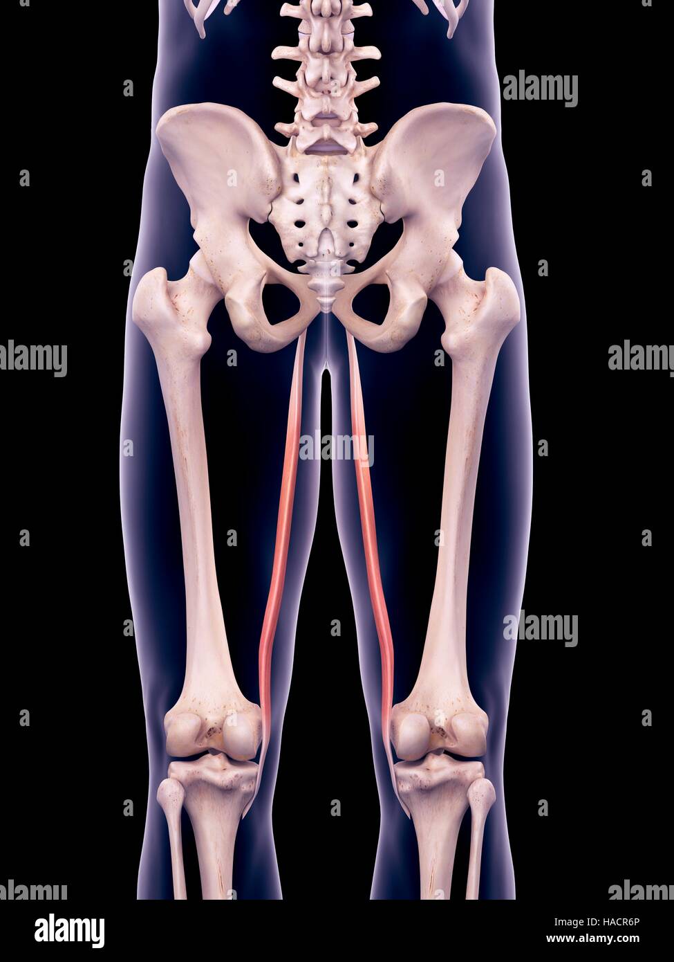 Gracilis Muscle High Resolution Stock Photography and Images Alamy