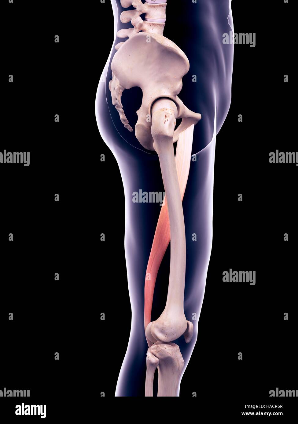 Illustration of the gracilis muscle. Stock Photo