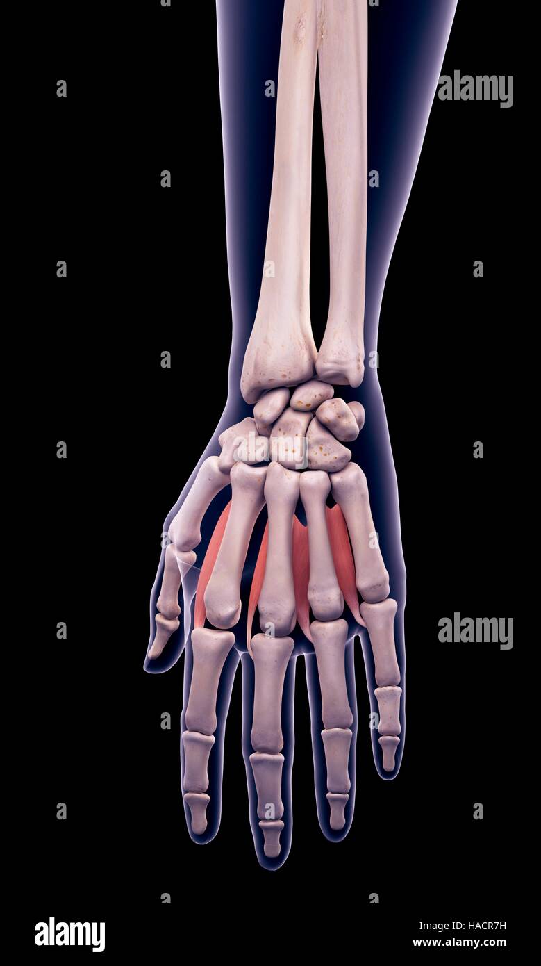 Illustration of the lumbricals muscles Stock Photo - Alamy
