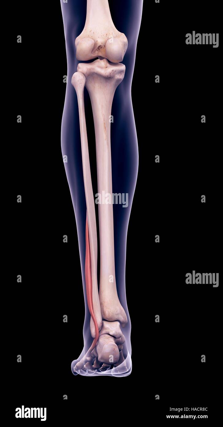 Illustration of the peroneus brevis muscle. Stock Photo