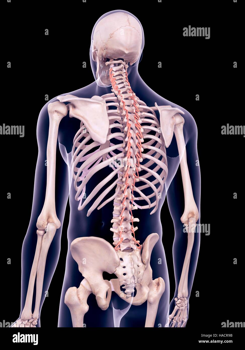 Illustration of the rotatores muscles Stock Photo Alamy