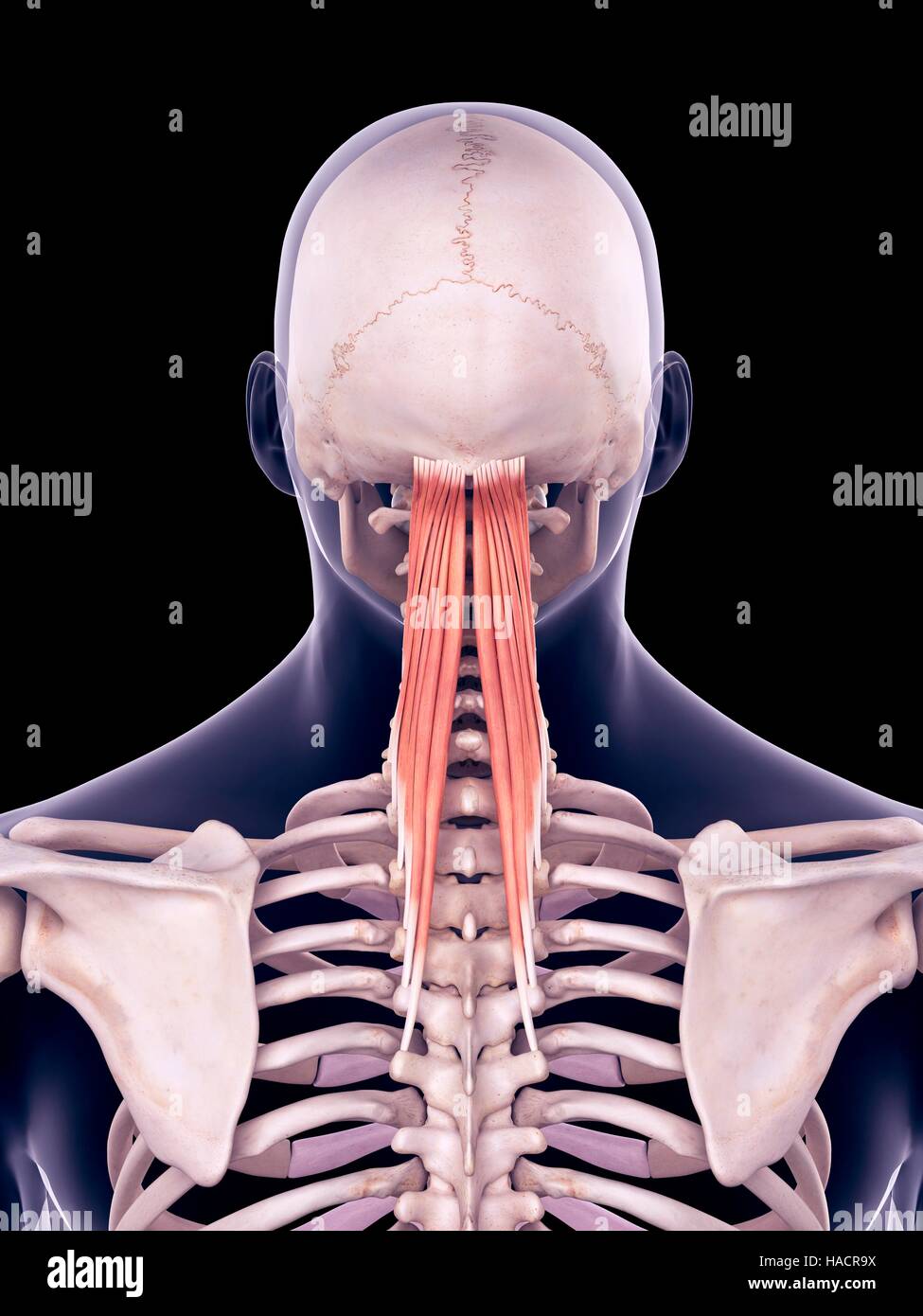 Semispinalis High Resolution Stock Photography And Images Alamy