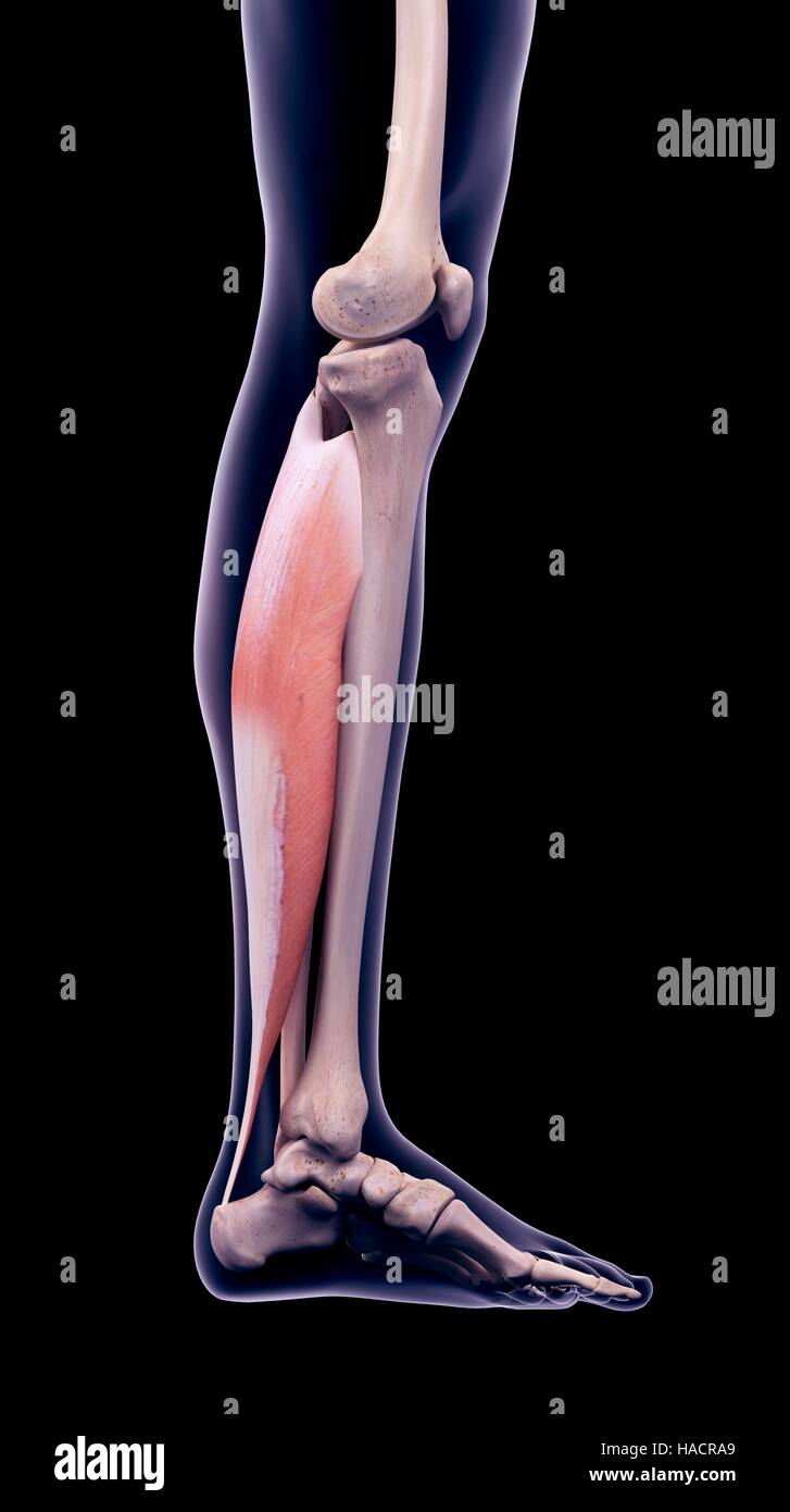 Illustration of the soleus muscle Stock Photo Alamy