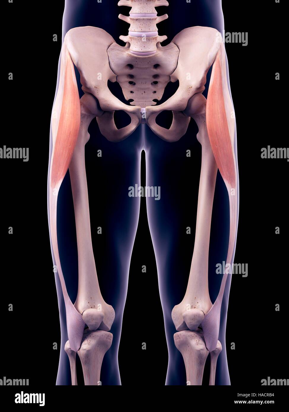 https://c8.alamy.com/comp/HACRB4/illustration-of-the-tensor-fascia-lata-muscles-HACRB4.jpg