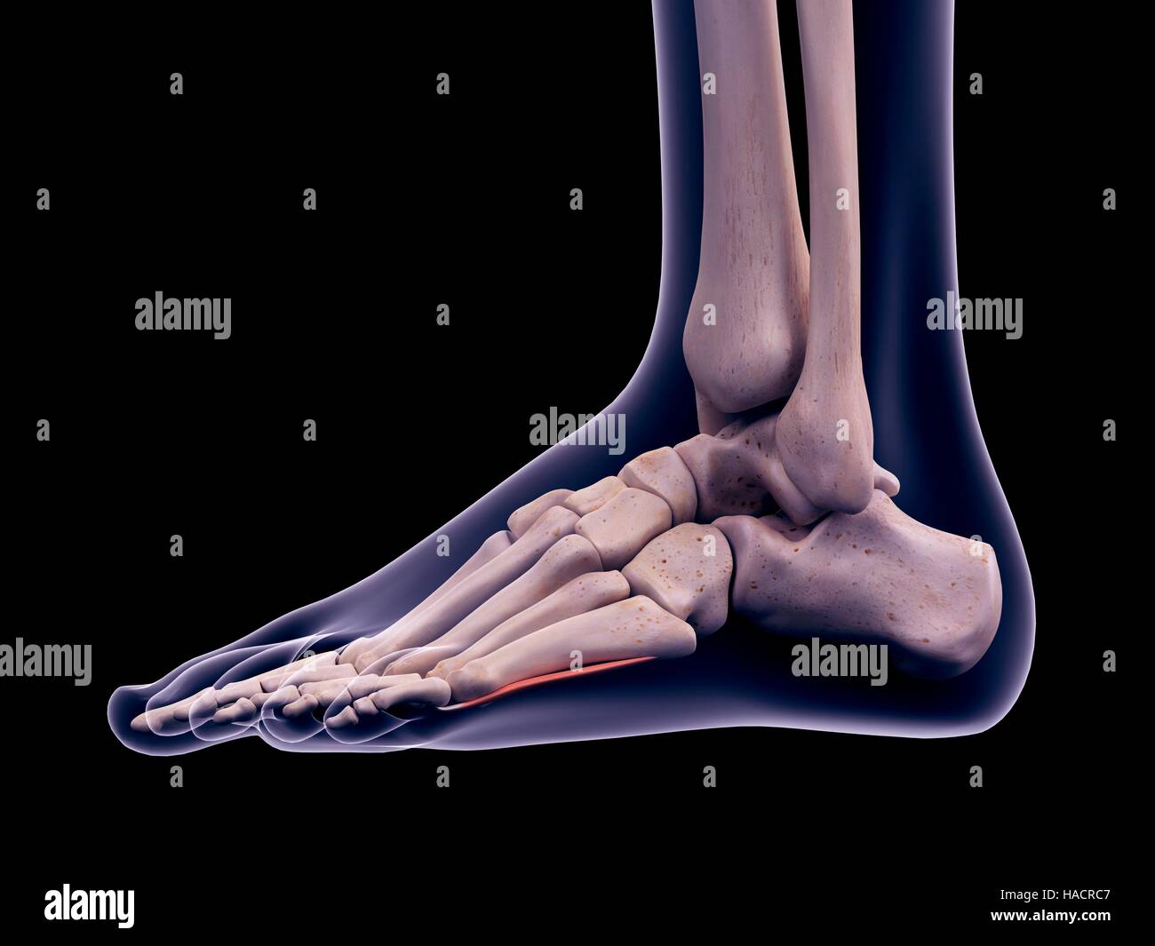 Illustration of the flexor digiti minimi brevis muscle Stock Photo - Alamy