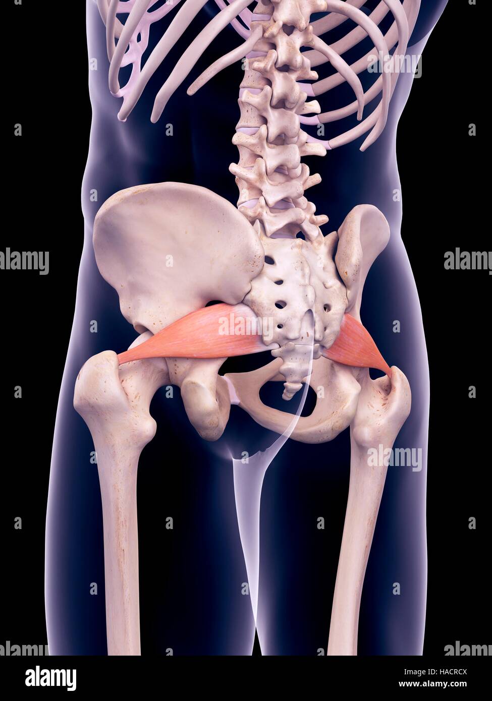 Piriformis Insert Illustration of the piriformis muscles Stock Photo - Alamy