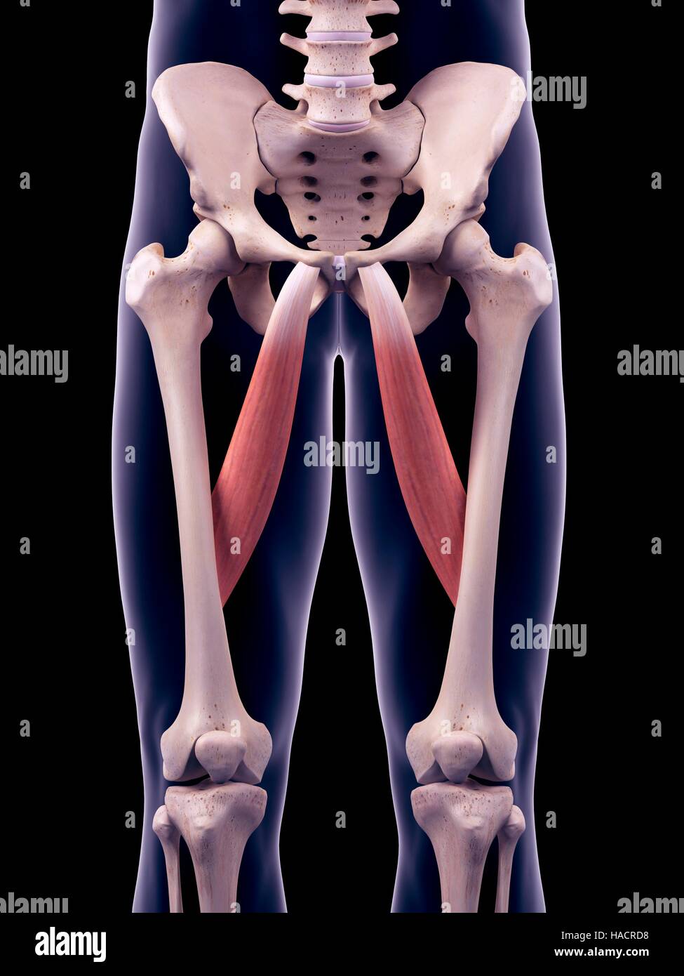 Illustration of the adductor longus muscles Stock Photo Alamy