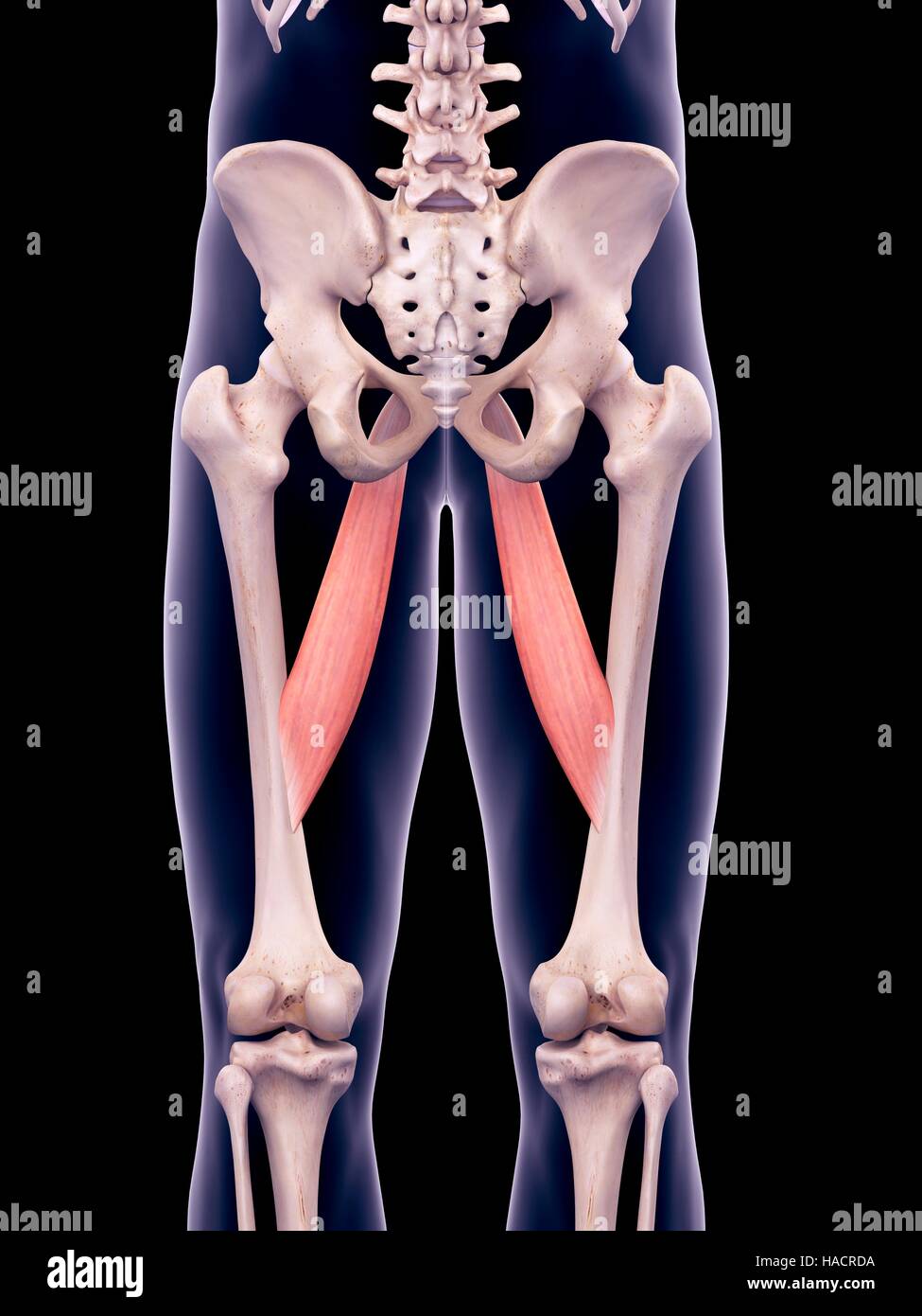 Illustration of the adductor longus muscles Stock Photo - Alamy