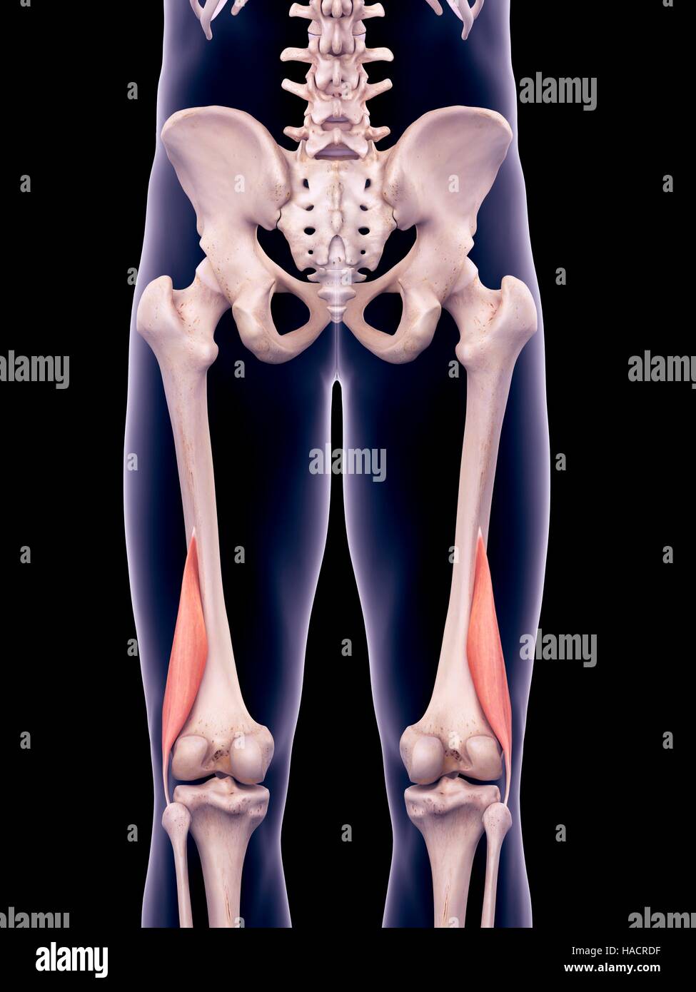 Illustration of the biceps femoris short muscles Stock Photo - Alamy