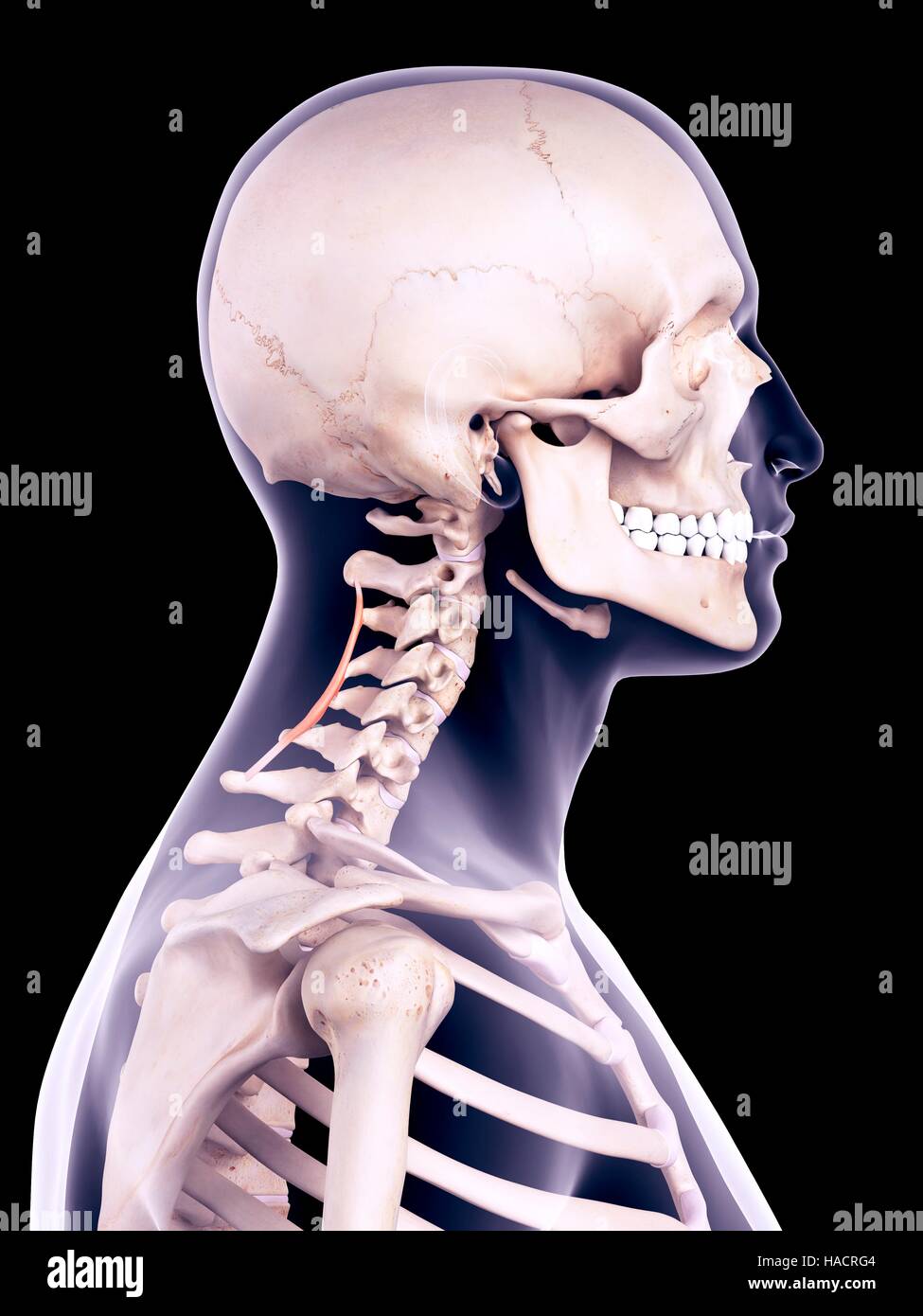 Illustration of the spinalis cervicis muscles. Stock Photo