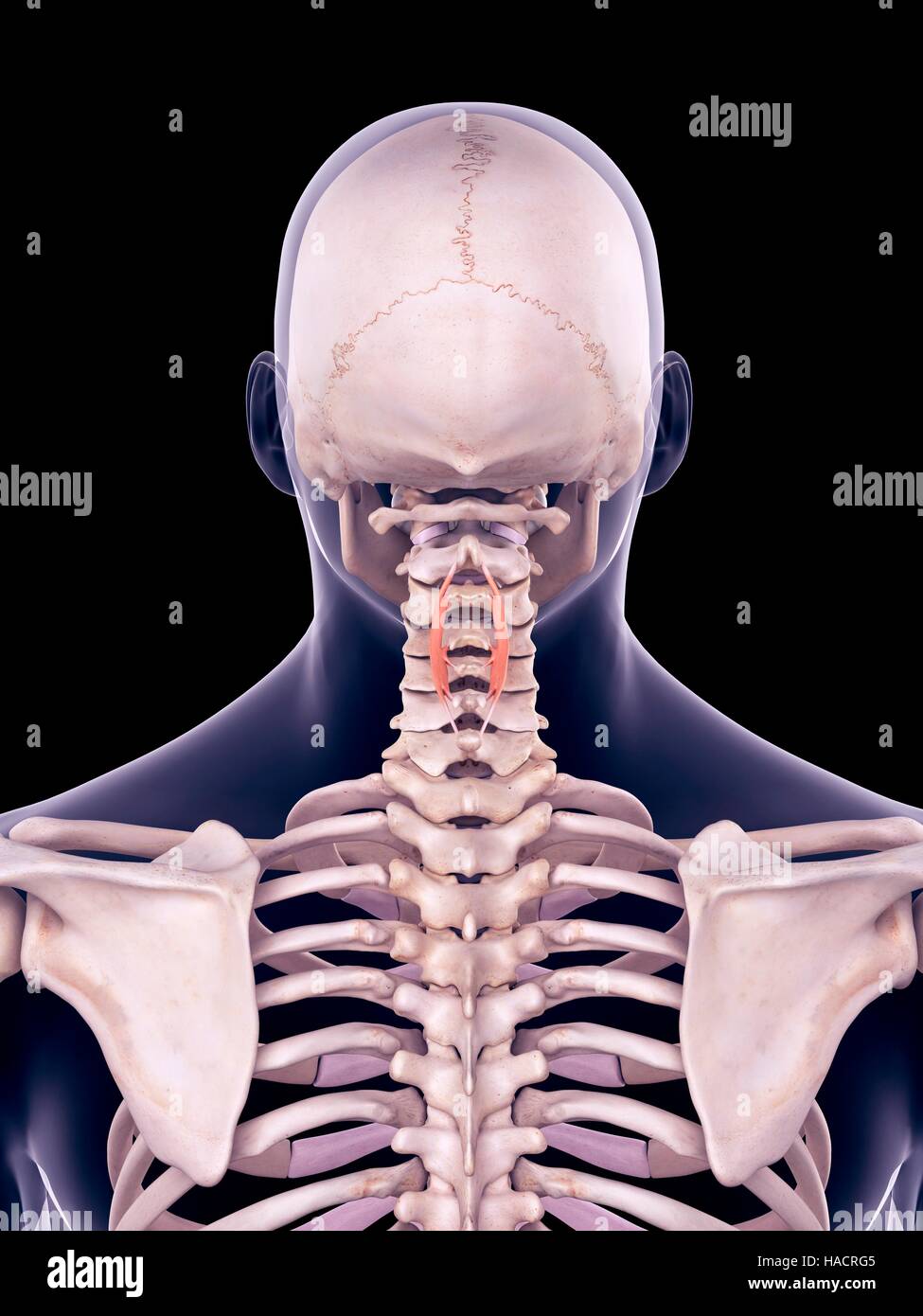 Illustration of the spinalis cervicis muscles. Stock Photo