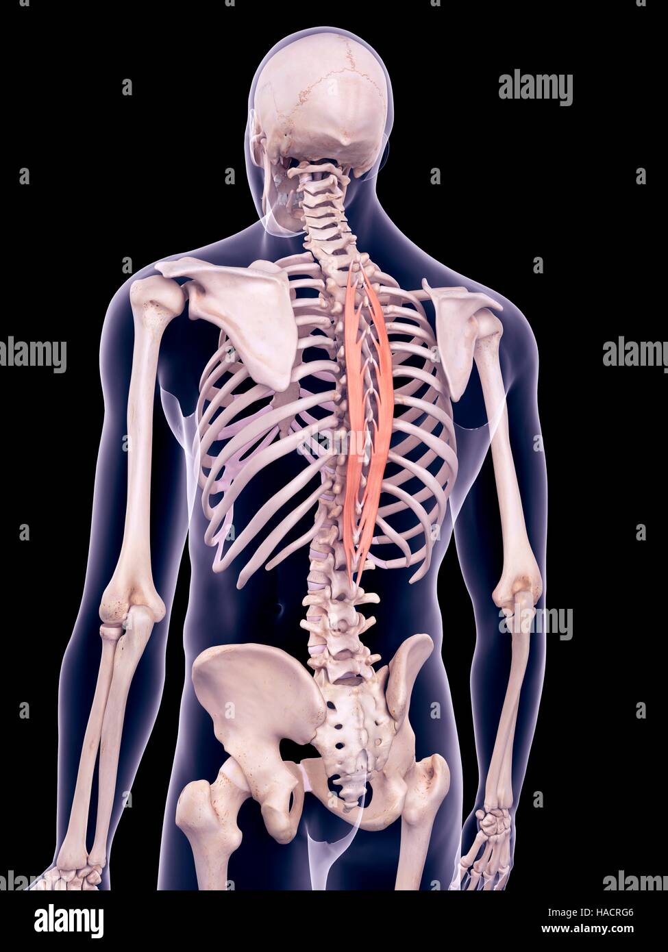 Illustration of the spinalis thoracic muscles. Stock Photo