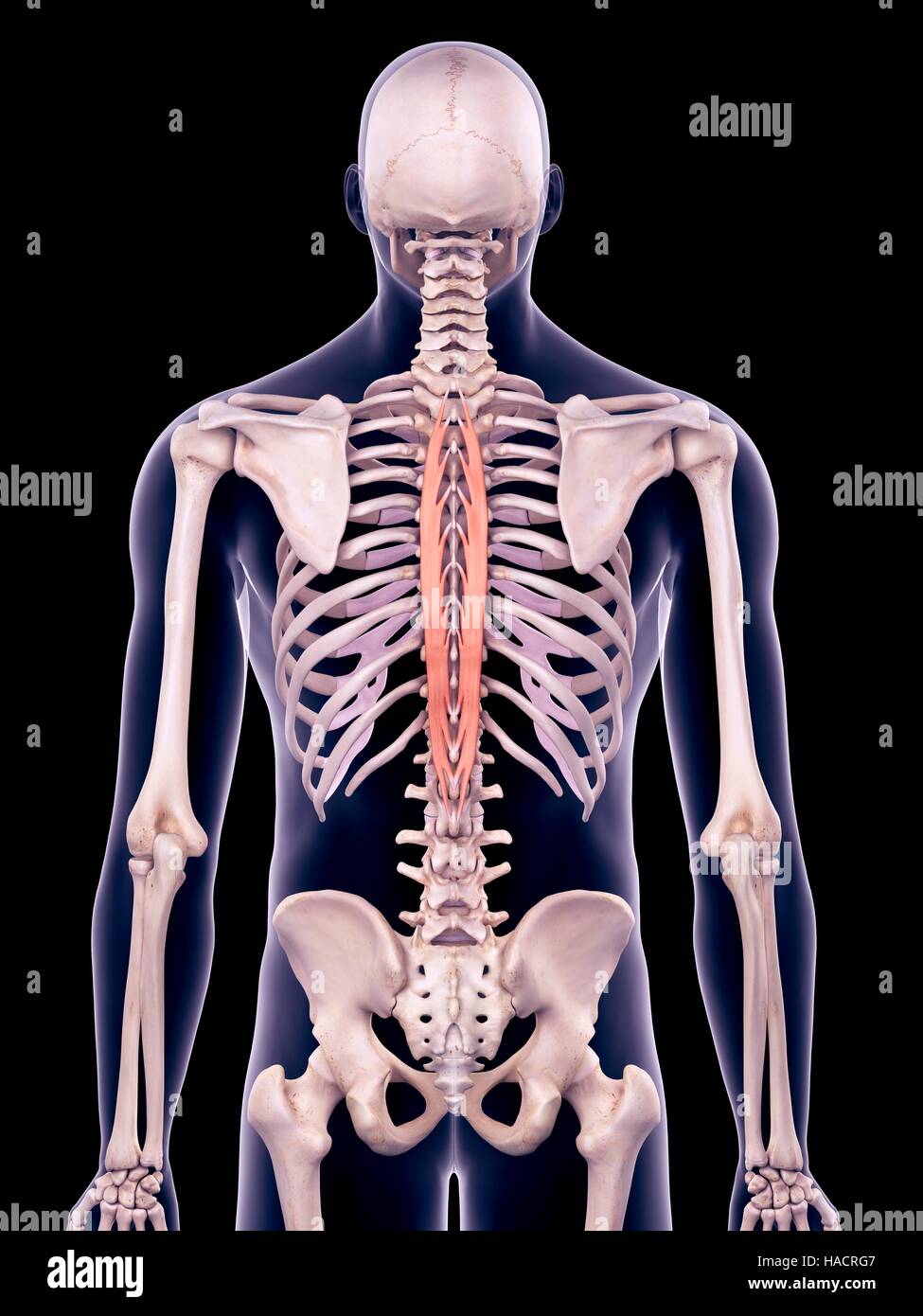 Illustration of the spinalis thoracic muscles. Stock Photo