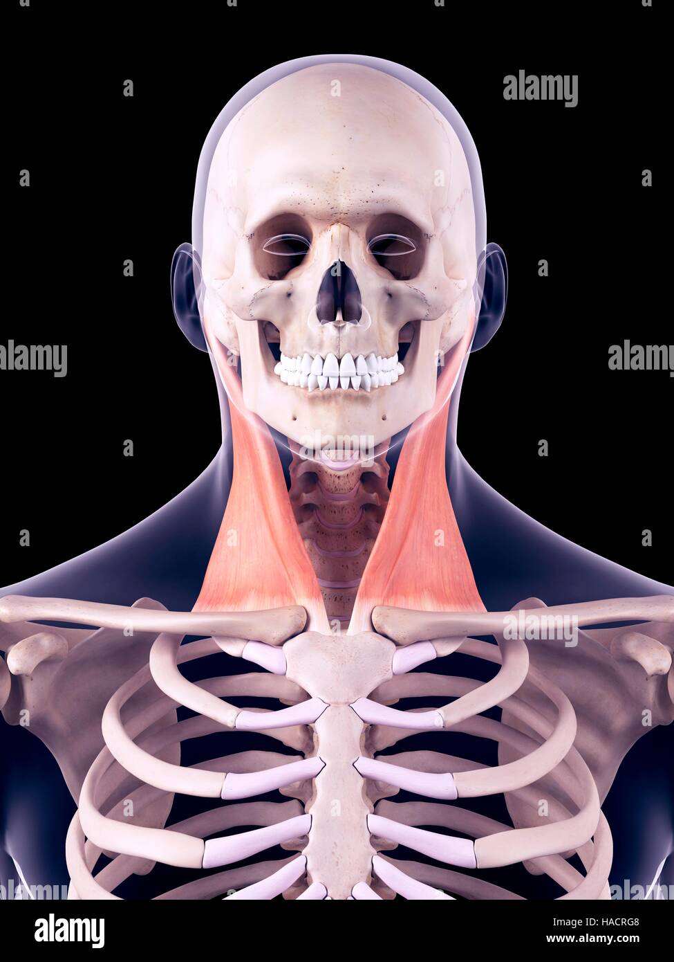 Sternocleidomastoid Muscle High Resolution Stock Photography and Images - Alamy