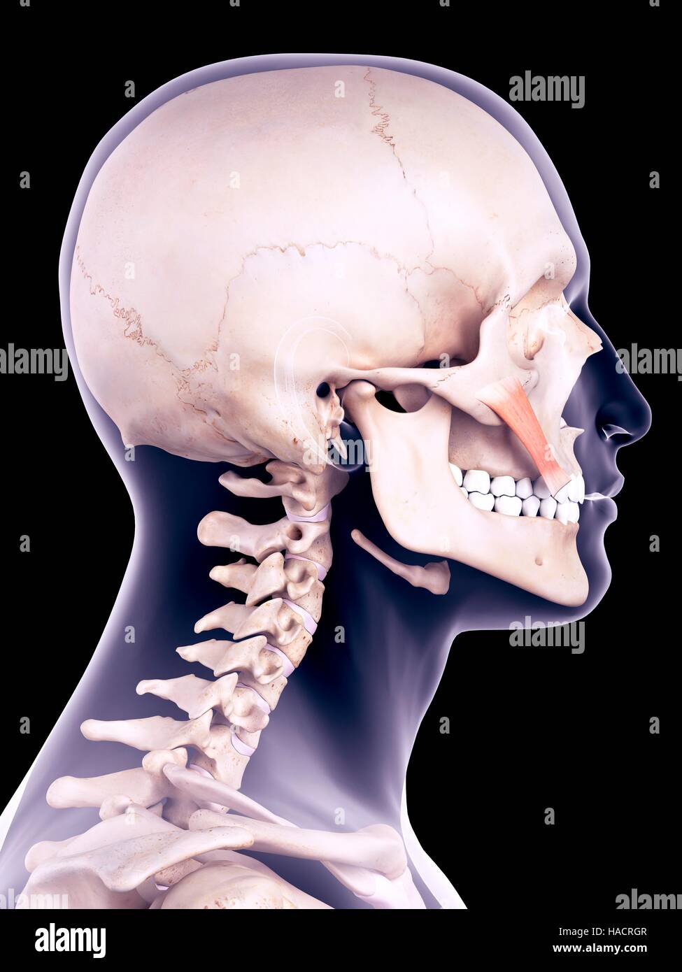 Illustration of the zygomaticus major muscle Stock Photo Alamy