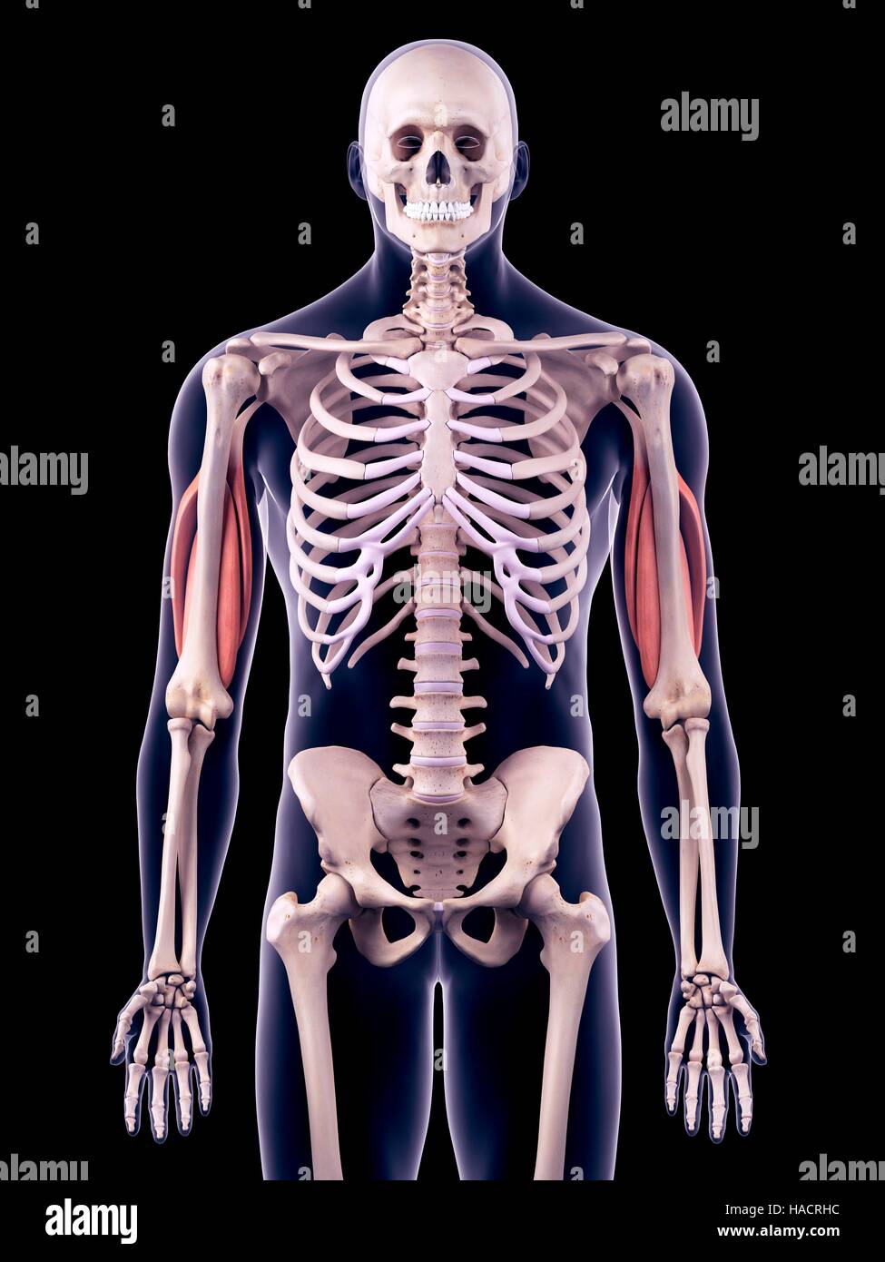 Illustration of the triceps muscles. Stock Photo