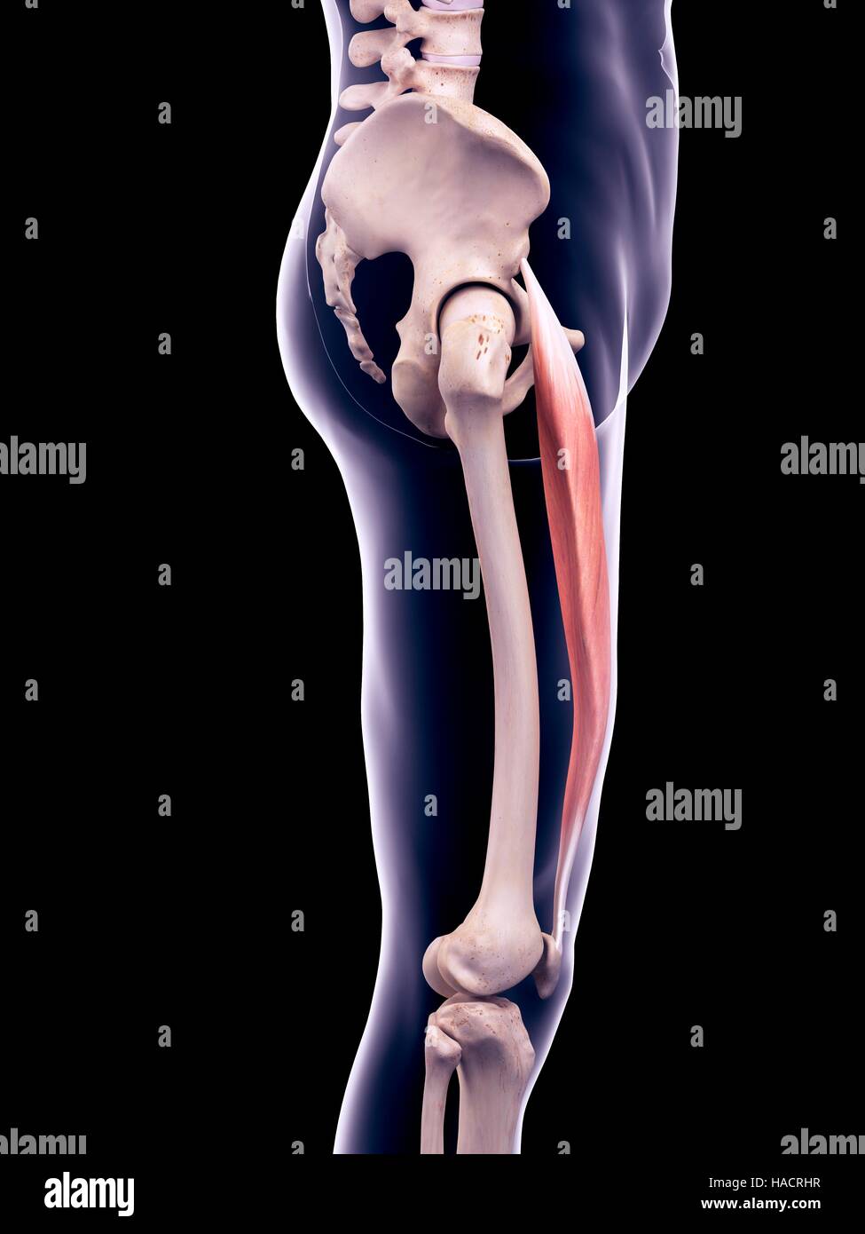 Lateral rectus muscle hi-res stock photography and images - Alamy