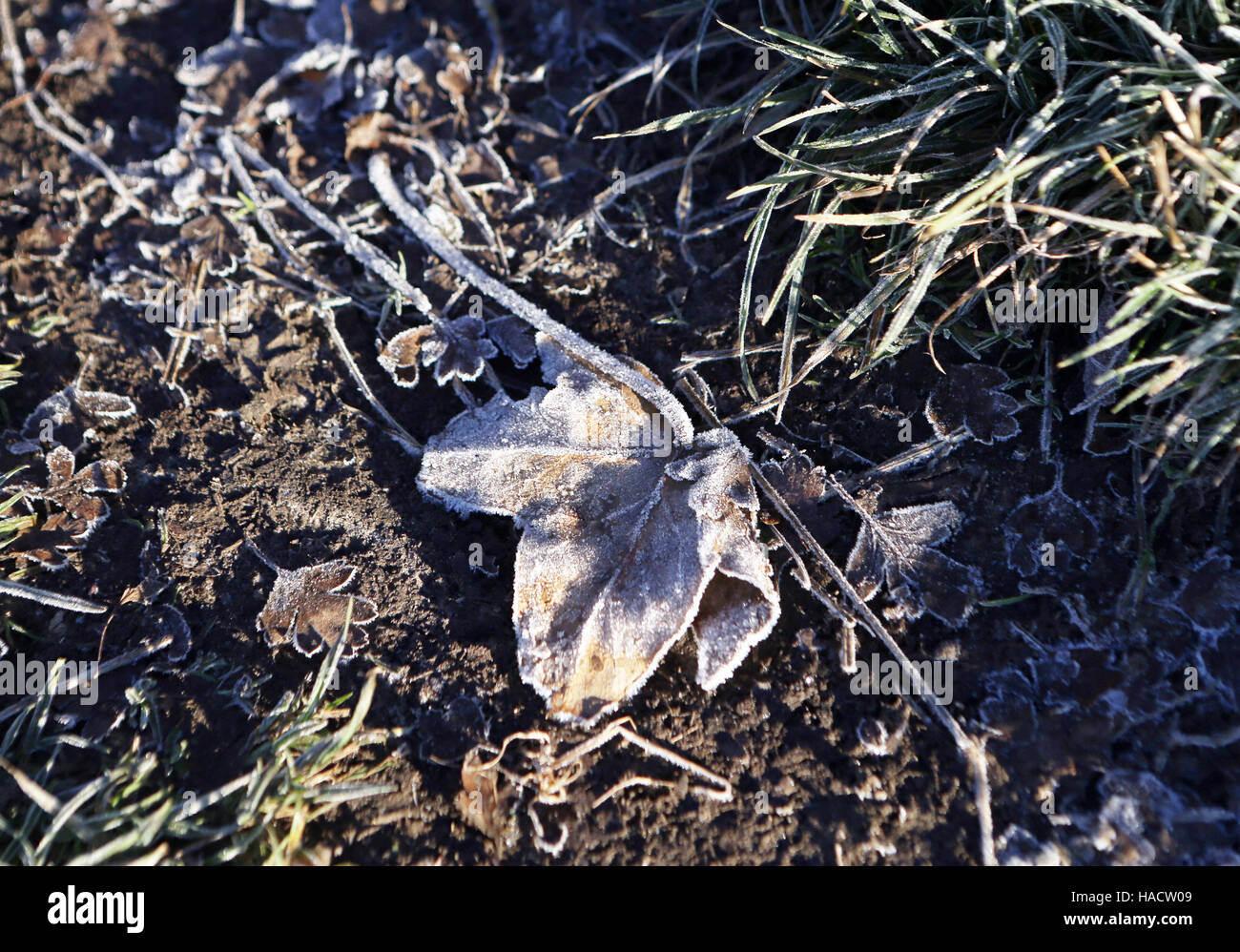Frost covers leaf on a field near Kingsclere, Hampshire, after one of England's coldest nights of the autumn so far this year. Stock Photo