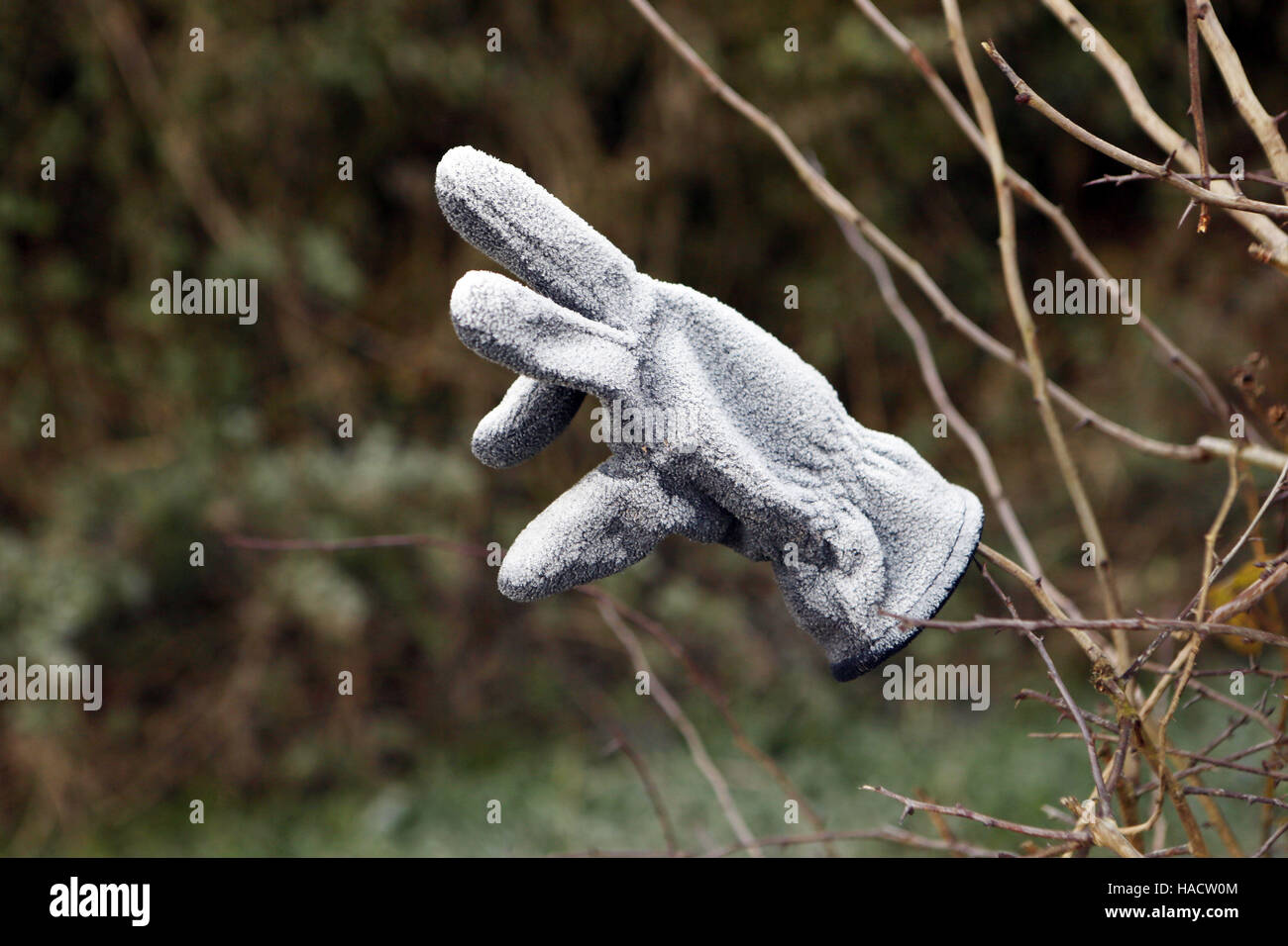 Frost covers a glove in a field near Kingsclere, Hampshire, after one of England's coldest nights of the autumn so far this year. Stock Photo