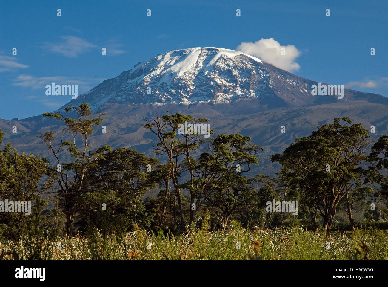 Kilimanjaro with shade trees of an abandoned coffee plantation, Shimbwe, Tanzania Stock Photo