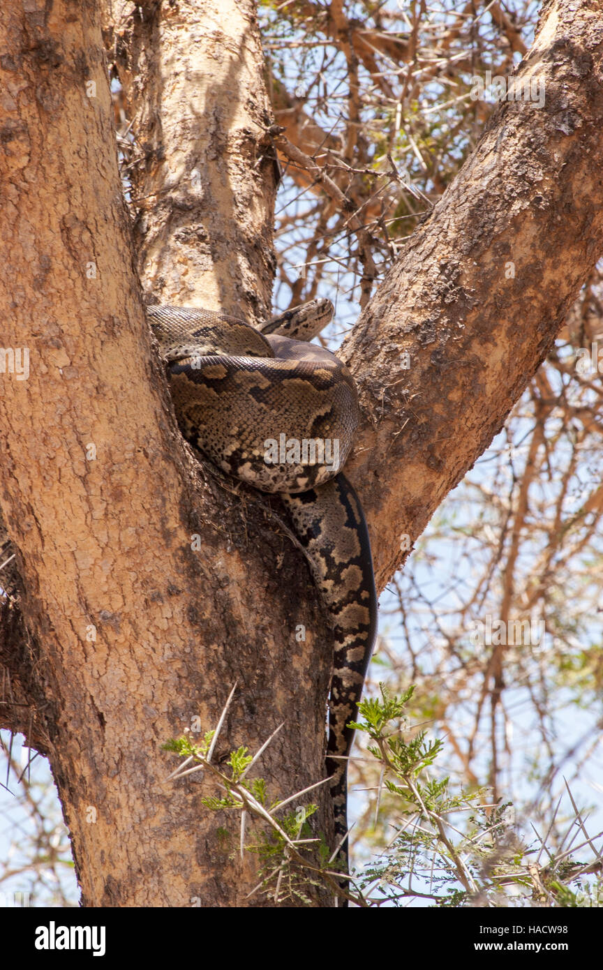 African rock python (Python sebae) in a tree, Tarangire National Park ...