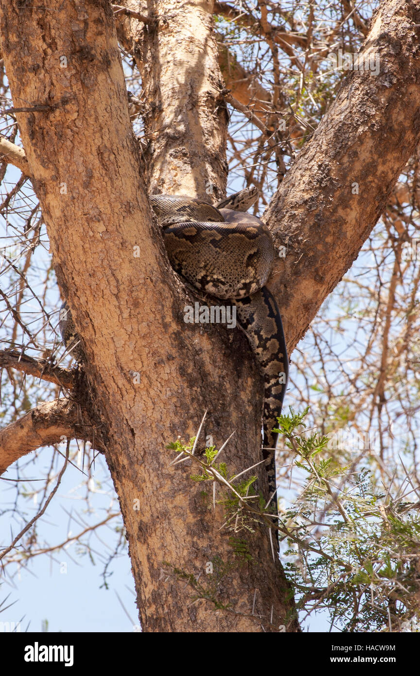 African rock python (Python sebae) in a tree, Tarangire National Park ...