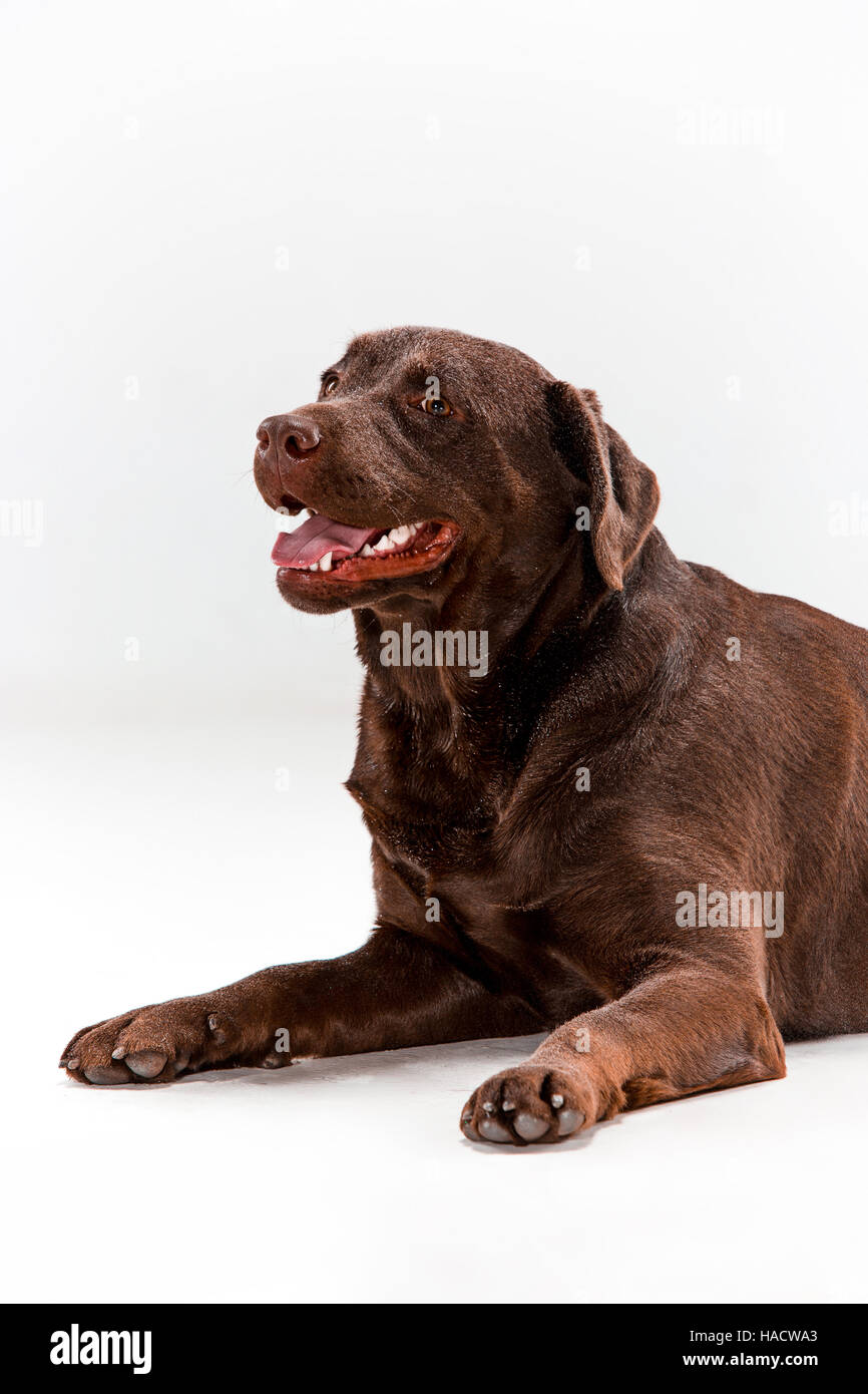 The brown labrador retriever on white Stock Photo - Alamy