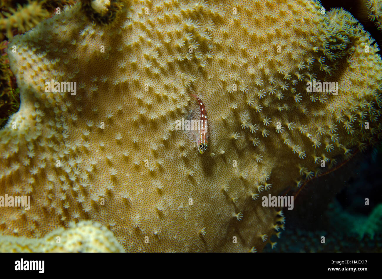 Striped Triplefin, Helcogramma striata, on coral in Ari Atol, Maldives, Indian Ocean Stock Photo