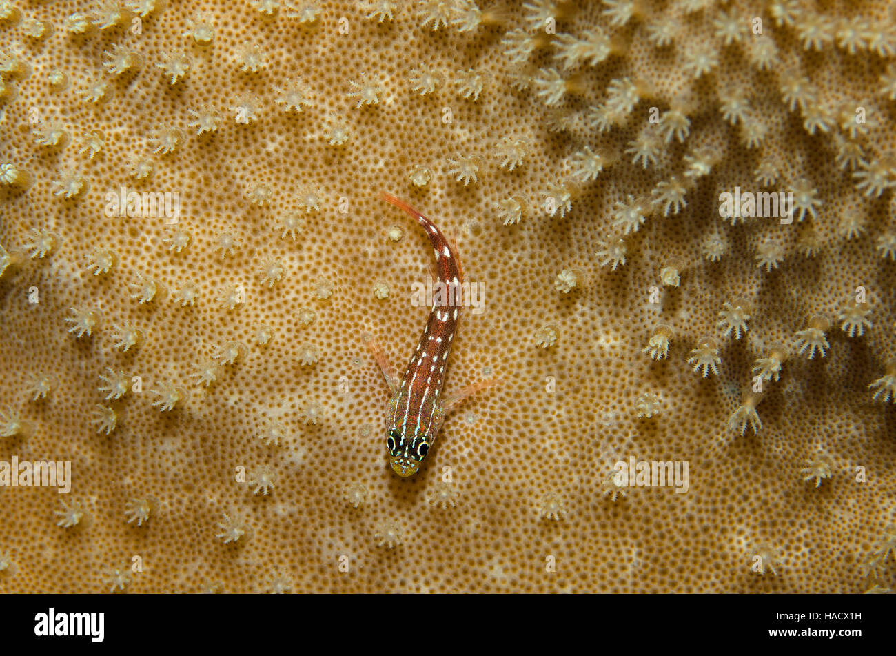 Striped Triplefin, Helcogramma striata, on coral in Ari Atol, Maldives, Indian Ocean Stock Photo