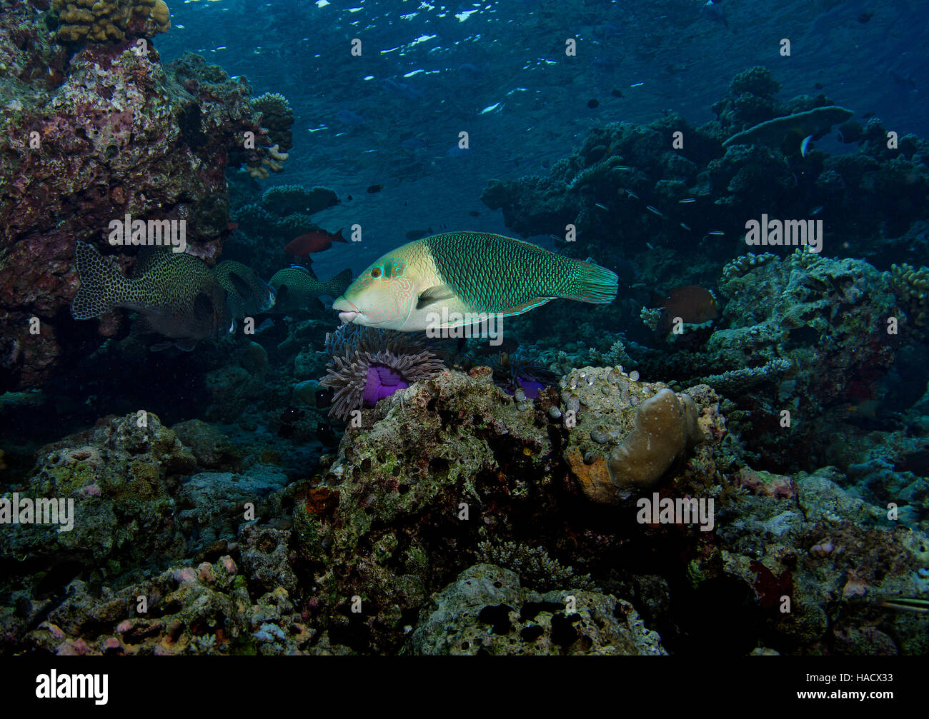 Blackedge thicklip wrasse, Hemigymnus melapterus, swimming over coral reef, Bathala, Ari Atol, Maldives, Indian Ocean Stock Photo