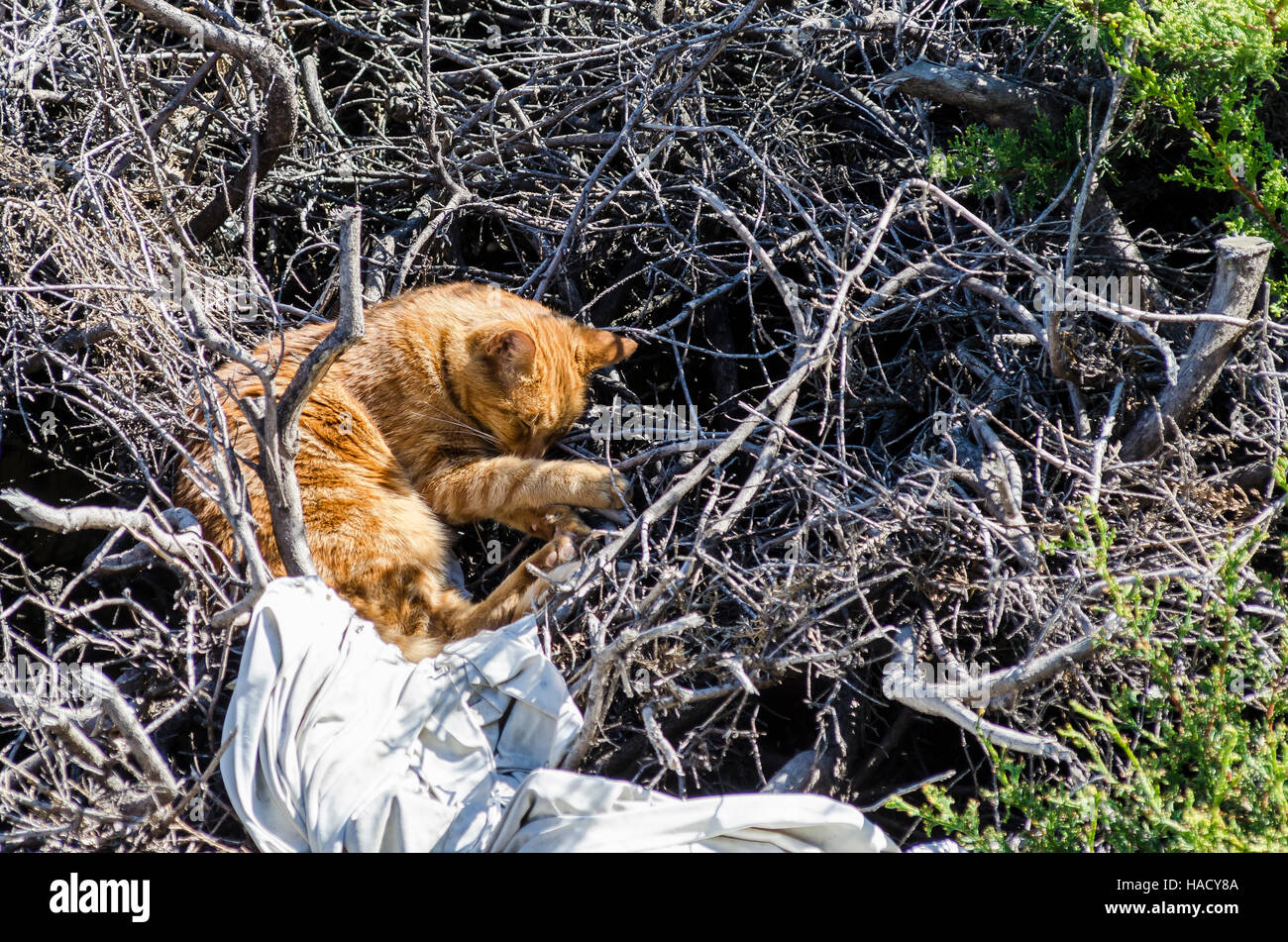 Chat Roux Vagabond Stock Photo Alamy