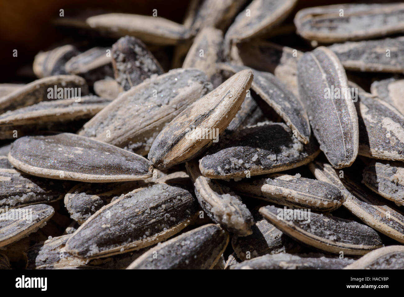 Graines De Tournesol High Resolution Stock Photography And Images Alamy Graines De Tournesol High Resolution Stock Photography And Images Alamy