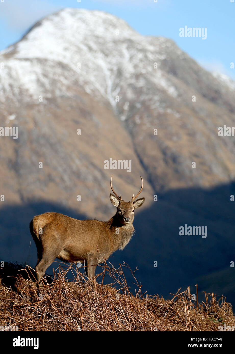 Red deer graze in Glen Etive in the Scottish Highlands, following the end of the rutting season. Stock Photo