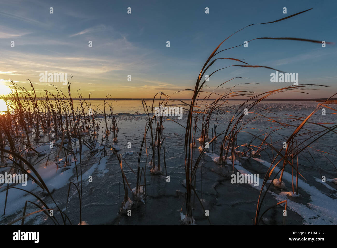 dry cane in ice Stock Photo Alamy
