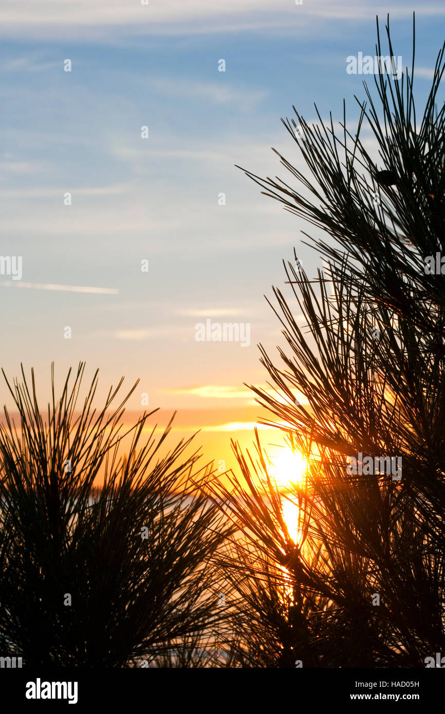 Detail of pine tree with sunset and cloudy blue sky over the sea Stock ...