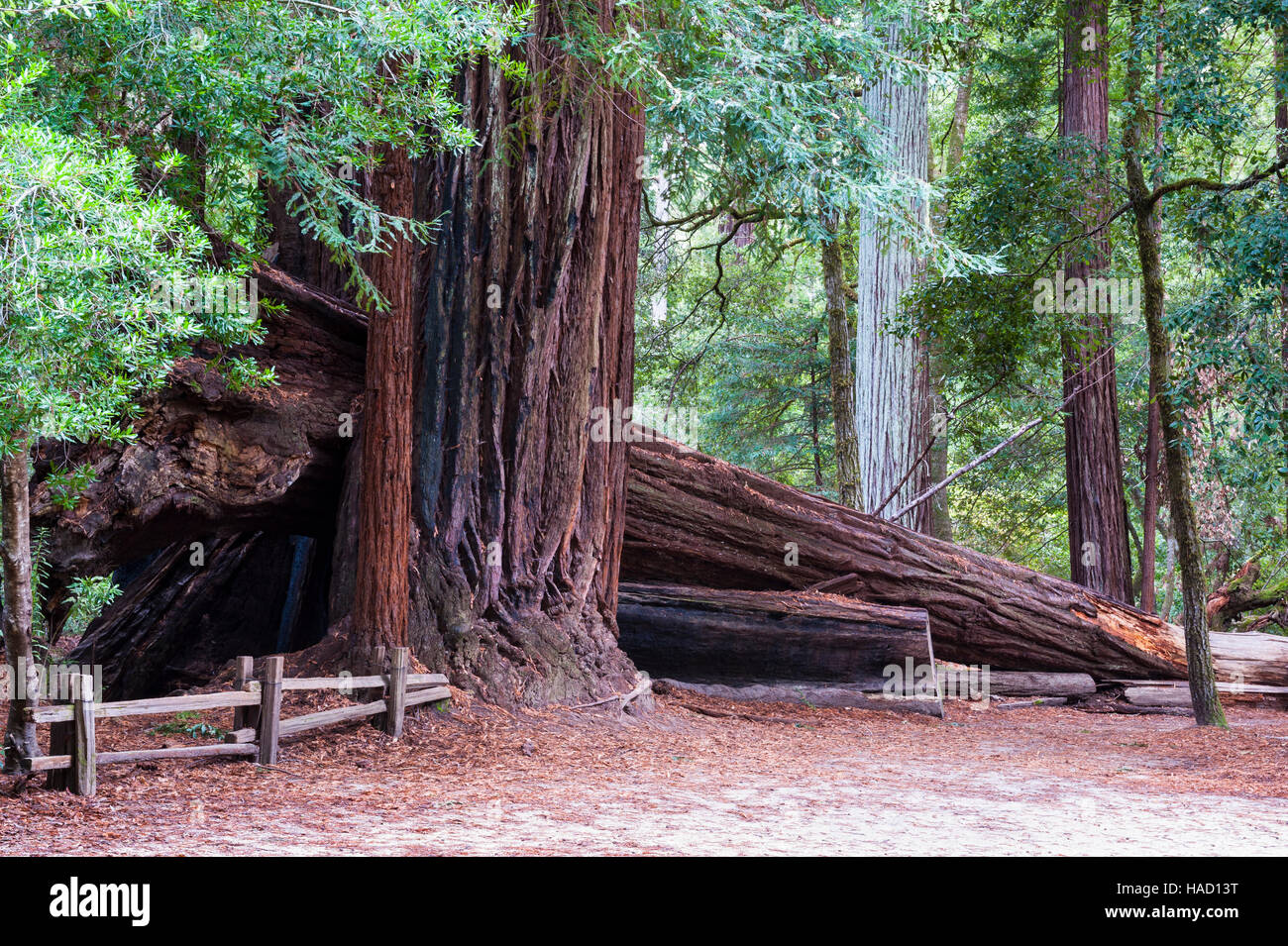 Giant sequoia, coast redwood, coastal redwood, California redwood, Sequoia sempervirens, fallen tree on a trail, Big Basin Redwoods State Park, CA. Stock Photo