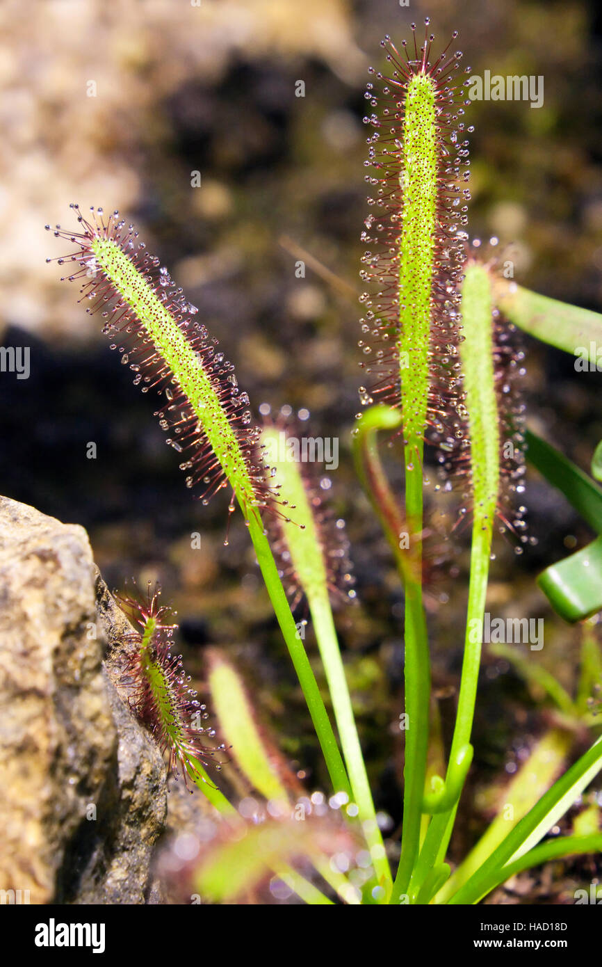 Drosera capensis - Cape sundew - Insect eating plant Stock Photo
