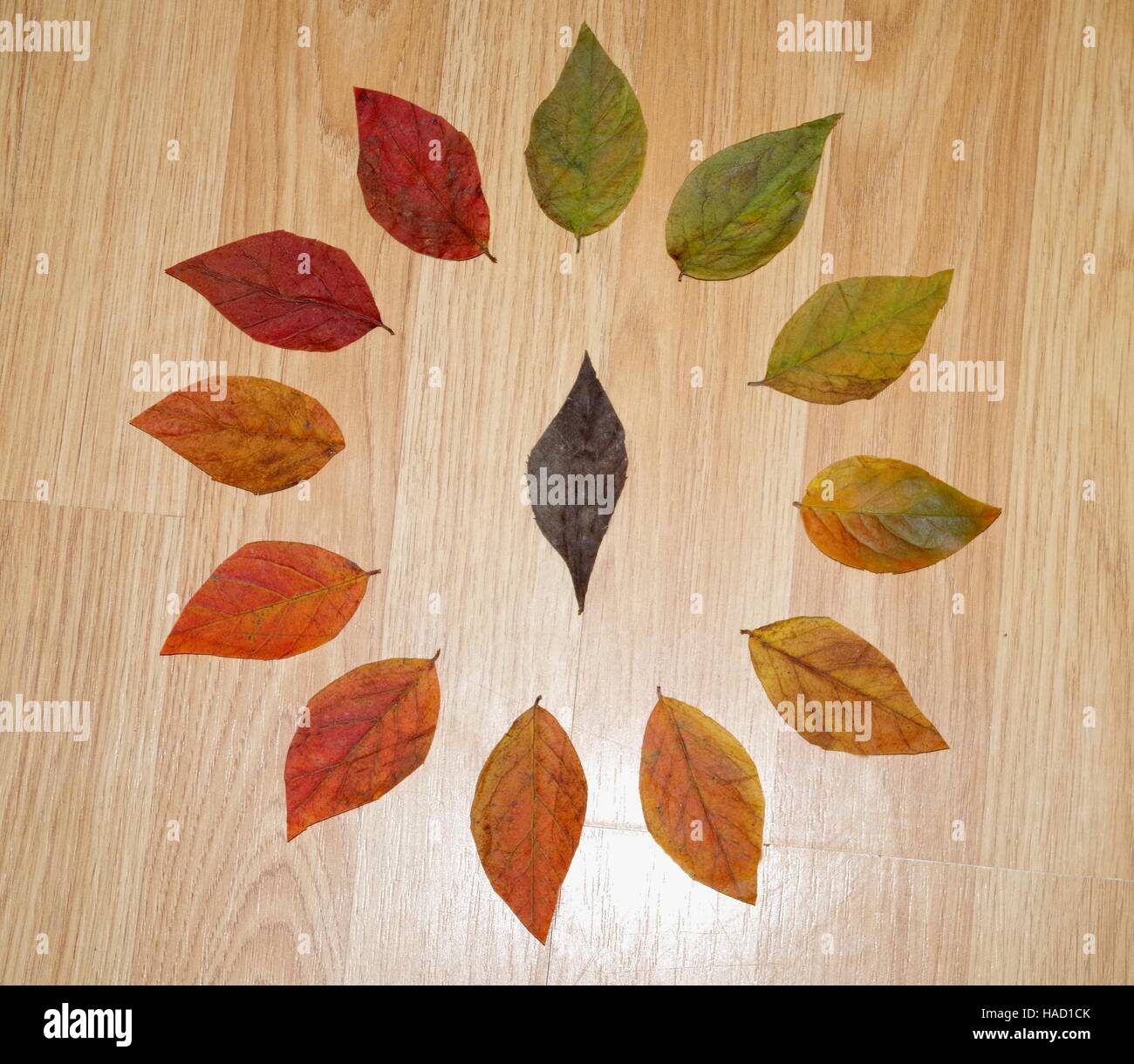 Leaf life cycle hi-res stock photography and images - Alamy
