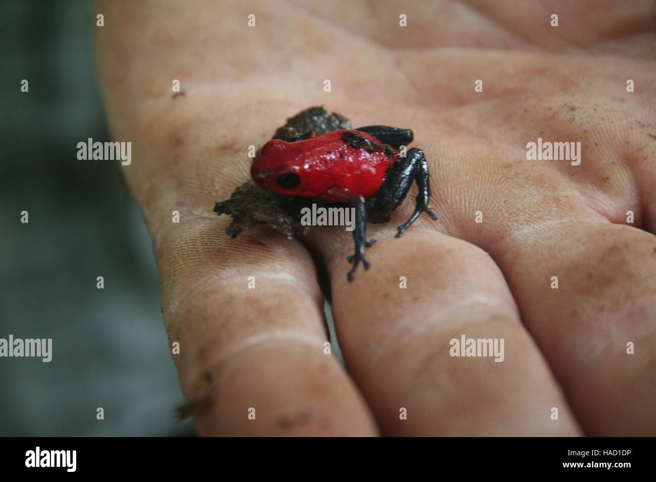 Tree Frog on Hand Stock Photo