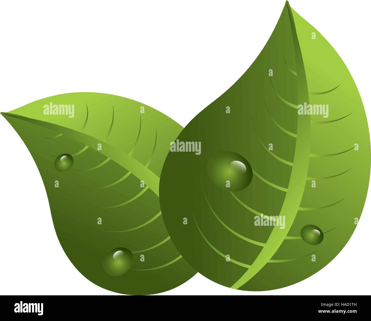 leaf plant isolated icon vector illustration design Stock Vector Image ...