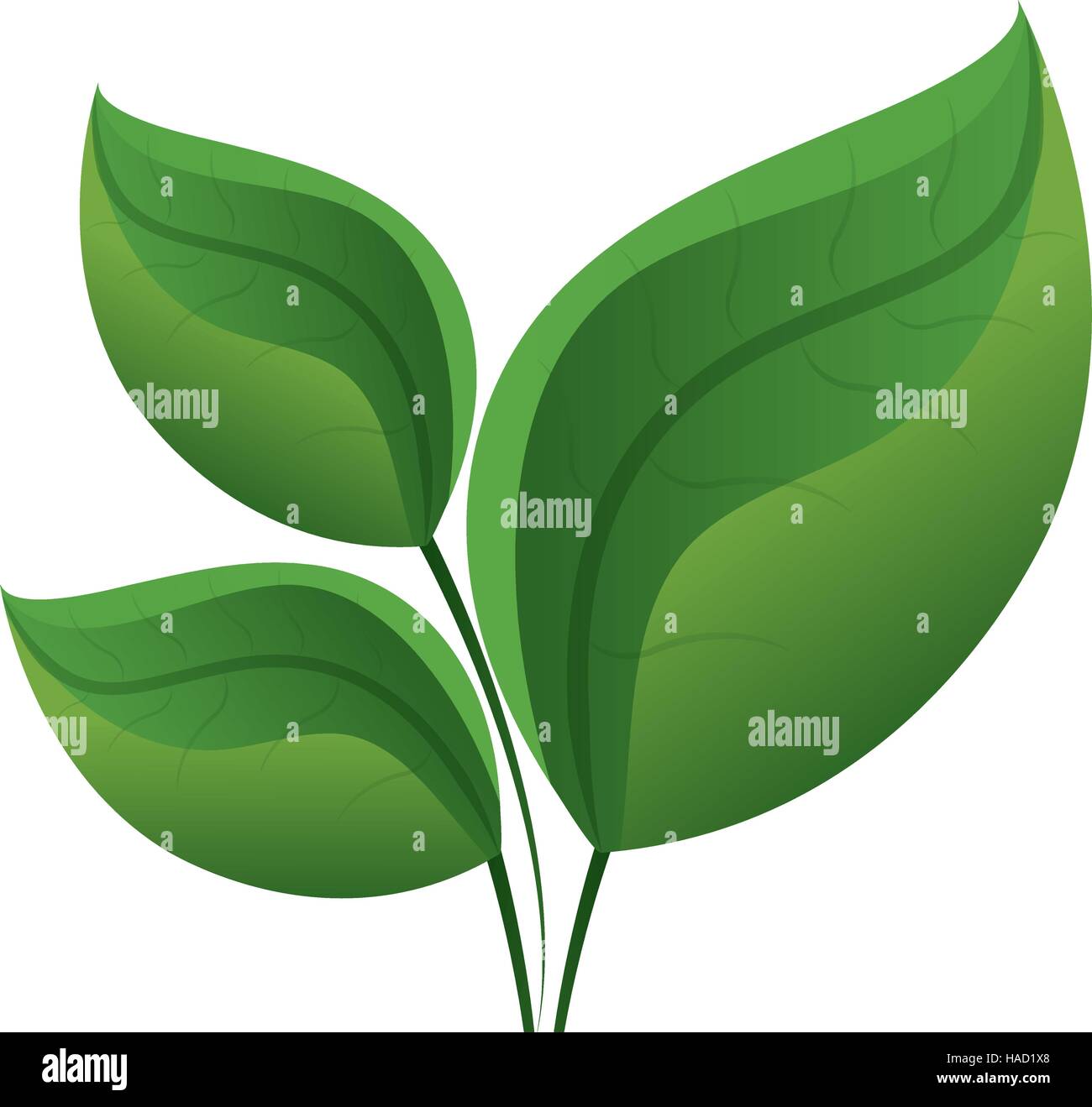 leaf plant isolated icon vector illustration design Stock Vector Image ...